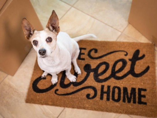 Discover the Best Pet Friendly Hotels in Pahrump, NV for Your Next Getaway